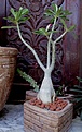 Нажмите на изображение для увеличения.

Название:	adenium_thai5.jpg
Просмотров:	230
Размер:	76.7 Кб
ID:	379714