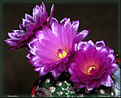 Нажмите на изображение для увеличения.

Название:	Notocactus_ 05052006.jpg
Просмотров:	132
Размер:	64.0 Кб
ID:	379717