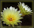 Нажмите на изображение для увеличения.

Название:	Notocactus_ 05052006_1.jpg
Просмотров:	124
Размер:	53.3 Кб
ID:	379718