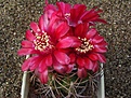 Нажмите на изображение для увеличения.

Название:	Gymnocalycium tillianum.JPG
Просмотров:	457
Размер:	74.4 Кб
ID:	379731