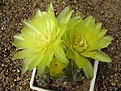 Нажмите на изображение для увеличения.

Название:	Gymnocalycium andreae P199.JPG
Просмотров:	421
Размер:	63.6 Кб
ID:	379732