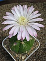 Нажмите на изображение для увеличения.

Название:	Gymnocalycium horstii HU 79.JPG
Просмотров:	414
Размер:	68.8 Кб
ID:	379733