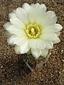 Нажмите на изображение для увеличения.

Название:	Gymnocalycium schatzlianum.JPG
Просмотров:	411
Размер:	62.5 Кб
ID:	379734