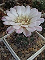 Нажмите на изображение для увеличения.

Название:	Gymnocalycium ritterianum.JPG
Просмотров:	451
Размер:	64.0 Кб
ID:	379735