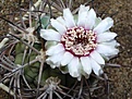 Нажмите на изображение для увеличения.

Название:	Gymnocalycium pflanzii v zegarrae(comarapense).JPG
Просмотров:	414
Размер:	64.4 Кб
ID:	379736