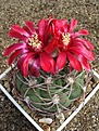 Нажмите на изображение для увеличения.

Название:	Gymnocalycium carminanthum.JPG
Просмотров:	398
Размер:	77.9 Кб
ID:	379737
