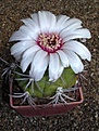 Нажмите на изображение для увеличения.

Название:	Gymnocalycium pflanzii v lagunillasense.JPG
Просмотров:	414
Размер:	60.9 Кб
ID:	379738