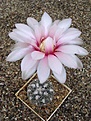 Нажмите на изображение для увеличения.

Название:	Gymnocalycium poeschlii STO.JPG
Просмотров:	427
Размер:	69.0 Кб
ID:	379739