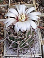Нажмите на изображение для увеличения.

Название:	Gymnocalycium vatteri.JPG
Просмотров:	458
Размер:	66.0 Кб
ID:	379740