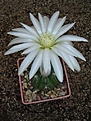 Нажмите на изображение для увеличения.

Название:	Gymnocalycium denudatum AH 344.JPG
Просмотров:	394
Размер:	64.9 Кб
ID:	379741