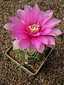 Нажмите на изображение для увеличения.

Название:	Gymnocalycium denudatum cv suba.JPG
Просмотров:	406
Размер:	64.8 Кб
ID:	379742