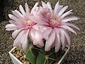 Нажмите на изображение для увеличения.

Название:	Gymnocalycium buenekeri.JPG
Просмотров:	386
Размер:	64.2 Кб
ID:	379743