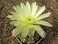 Нажмите на изображение для увеличения.

Название:	Gymnocalycium uruguayense.JPG
Просмотров:	426
Размер:	67.0 Кб
ID:	379744