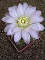 Нажмите на изображение для увеличения.

Название:	Gymnocalycium uruguayense v roseiflorum.JPG
Просмотров:	390
Размер:	55.7 Кб
ID:	379745