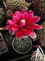 Нажмите на изображение для увеличения.

Название:	Gymnocalycium baldianum(MG 457.02).JPG
Просмотров:	383
Размер:	63.7 Кб
ID:	379746