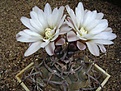 Нажмите на изображение для увеличения.

Название:	Gymnocalycium stellatum v.paucispinum.JPG
Просмотров:	404
Размер:	64.0 Кб
ID:	379747