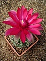 Нажмите на изображение для увеличения.

Название:	Gymnocalycium baldianum.JPG
Просмотров:	386
Размер:	58.1 Кб
ID:	379748