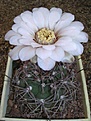 Нажмите на изображение для увеличения.

Название:	Gymnocalycium ferrari P 136.JPG
Просмотров:	434
Размер:	57.1 Кб
ID:	379749