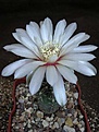 Нажмите на изображение для увеличения.

Название:	Gymnocalycium amerchauseri STO 229.JPG
Просмотров:	429
Размер:	54.3 Кб
ID:	379750