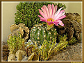 Нажмите на изображение для увеличения.

Название:	Notocactus1_ 11052006.jpg
Просмотров:	117
Размер:	89.6 Кб
ID:	379752