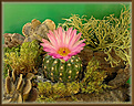 Нажмите на изображение для увеличения.

Название:	Notocactus2_ 11052006.jpg
Просмотров:	125
Размер:	82.6 Кб
ID:	379753