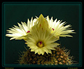 Нажмите на изображение для увеличения.

Название:	Notocactus_ 06052006_1.jpg
Просмотров:	121
Размер:	52.9 Кб
ID:	379852