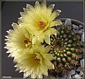 Нажмите на изображение для увеличения.

Название:	Notocactus_ 06052006_2.jpg
Просмотров:	109
Размер:	88.2 Кб
ID:	379853