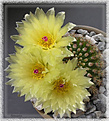 Нажмите на изображение для увеличения.

Название:	Notocactus_ 06052006_3.jpg
Просмотров:	132
Размер:	79.9 Кб
ID:	379854