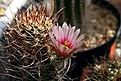 Нажмите на изображение для увеличения.

Название:	Echinocereus_lindsayi_S_of_Catavina_BCN_Mex_16_05_2006 f2.JPG
Просмотров:	886
Размер:	93.9 Кб
ID:	379877