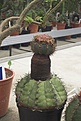 Нажмите на изображение для увеличения.

Название:	Kew visit.jpg
Просмотров:	326
Размер:	52.4 Кб
ID:	379910