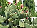 Нажмите на изображение для увеличения.

Название:	ficus_indica1.jpg
Просмотров:	260
Размер:	98.5 Кб
ID:	379912