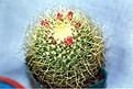Нажмите на изображение для увеличения.

Название:	mamillaria_pringlei.1.jpg
Просмотров:	244
Размер:	89.5 Кб
ID:	379925