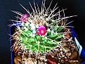 Нажмите на изображение для увеличения.

Название:	mamillaria_tolimensis_v_longispina№550.4.jpg
Просмотров:	463
Размер:	104.9 Кб
ID:	379941
