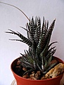 Нажмите на изображение для увеличения.

Название:	Haworthia_fasciata.jpg
Просмотров:	408
Размер:	58.9 Кб
ID:	379952