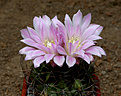 Нажмите на изображение для увеличения.

Название:	Gymnocalycium horridispinum.jpg
Просмотров:	439
Размер:	225.3 Кб
ID:	379966