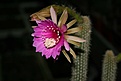 Нажмите на изображение для увеличения.

Название:	IMG_2650.JPG
Просмотров:	428
Размер:	41.7 Кб
ID:	379970