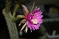 Нажмите на изображение для увеличения.

Название:	IMG_2653.JPG
Просмотров:	468
Размер:	43.7 Кб
ID:	379971