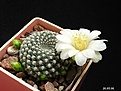 Нажмите на изображение для увеличения.

Название:	rebutia_krainziana_ v.albiflora№690.6.jpg
Просмотров:	438
Размер:	86.9 Кб
ID:	379972