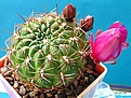 Нажмите на изображение для увеличения.

Название:	sulcorebutia_purpupeus_  super_ fleur№813.1.jpg
Просмотров:	440
Размер:	91.9 Кб
ID:	379975