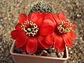 Нажмите на изображение для увеличения.

Название:	Rebutia euanthema v tilcarensis KK 973 (oculata).JPG
Просмотров:	669
Размер:	54.4 Кб
ID:	379986