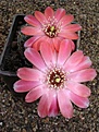 Нажмите на изображение для увеличения.

Название:	Rebutia pygmaea v pelzliana WR 333a.JPG
Просмотров:	704
Размер:	63.6 Кб
ID:	379988