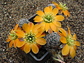 Нажмите на изображение для увеличения.

Название:	Rebutia pygmaea v knizei WR 676a.JPG
Просмотров:	674
Размер:	110.3 Кб
ID:	379989