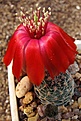 Нажмите на изображение для увеличения.

Название:	Rebutia sp. Inca Huasi RH 911.jpg
Просмотров:	660
Размер:	65.9 Кб
ID:	379990