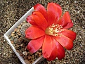 Нажмите на изображение для увеличения.

Название:	Rebutia heliosa v solisioides RH 1024.JPG
Просмотров:	863
Размер:	70.8 Кб
ID:	379994