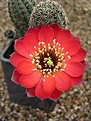 Нажмите на изображение для увеличения.

Название:	Rebutia pygmaea RH 202a.JPG
Просмотров:	861
Размер:	57.3 Кб
ID:	379996