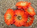 Нажмите на изображение для увеличения.

Название:	Rebutia pygmaea v gracilispina FR 1118.JPG
Просмотров:	869
Размер:	66.5 Кб
ID:	379997