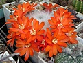 Нажмите на изображение для увеличения.

Название:	Rebutia albipilosa.JPG
Просмотров:	922
Размер:	71.8 Кб
ID:	380001