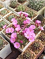 Нажмите на изображение для увеличения.

Название:	Rebutia perplexa.JPG
Просмотров:	944
Размер:	94.2 Кб
ID:	380002