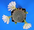 Нажмите на изображение для увеличения.

Название:	Reb_krain_albiflora.JPG
Просмотров:	906
Размер:	31.6 Кб
ID:	380004
