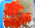 Нажмите на изображение для увеличения.

Название:	Aylostera_spinossima2.JPG
Просмотров:	688
Размер:	60.0 Кб
ID:	380005
